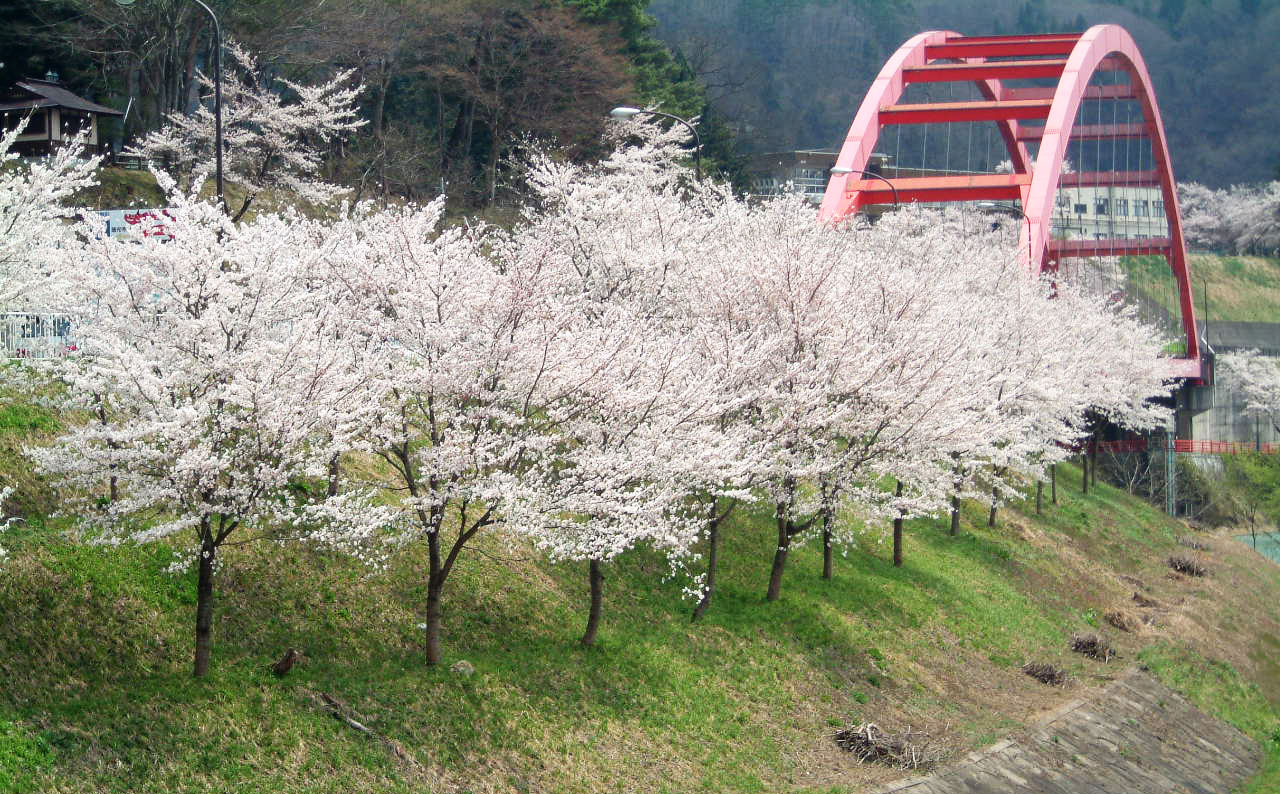 新緑と桜を感じる街～柳津～